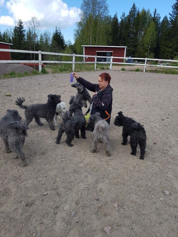 Här är vårt pumigäng som Emma , min dotter och jag vallar med. För att bli en bra vallhund så behöver man träna en del.