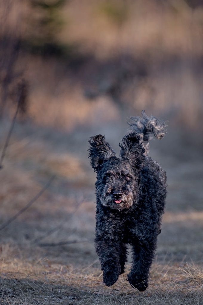 Puszta Sarja Igrice          foto Ida Bohlin A